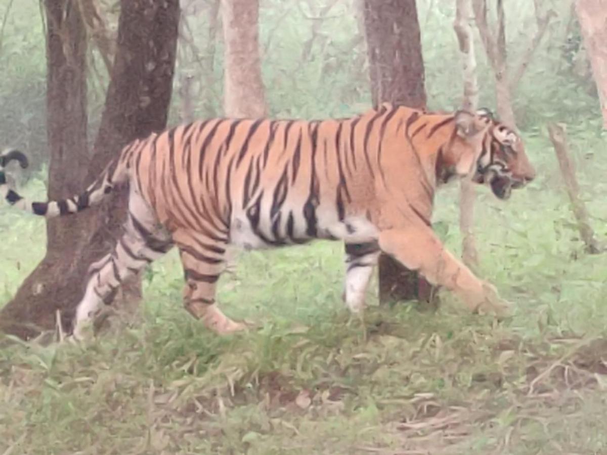 Cosmic Connect Trails Kabini Antharasanthe 外观 照片